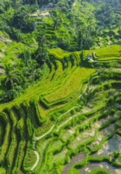 Tegallalang Rice Terraces